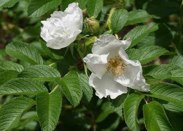white rugosa rose, sitka rose
