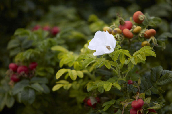 white rugosa rose with rose hips, sitka rose