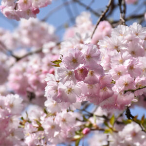 accolade flowering cherry trees